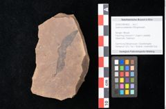 Foto (Objekt + Etikett) von Quercus palaeoilex Ettingshausen (NHMW-GEO-2024-0188-0832)